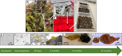Green gravel as a vector of dispersal for kelp restoration